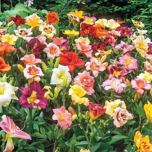 4 Reblooming Daylily Mixture Live Perennial Flower Bulb Bare Root Plants