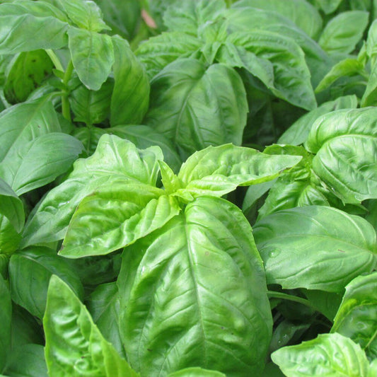 500+ Basil Italian Large Leaf NON-GMO Heirloom Herb Seeds | www.seedsplantworld.com