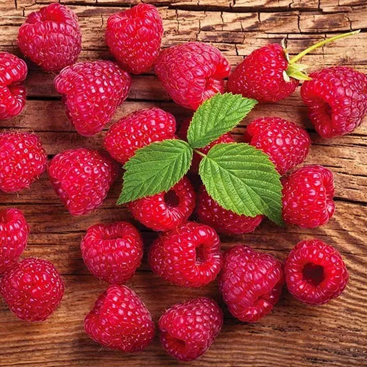 Caroline Raspberry Plants (2 Year Old Bare Root Canes) Large and Sweet Berries Fruit Plants