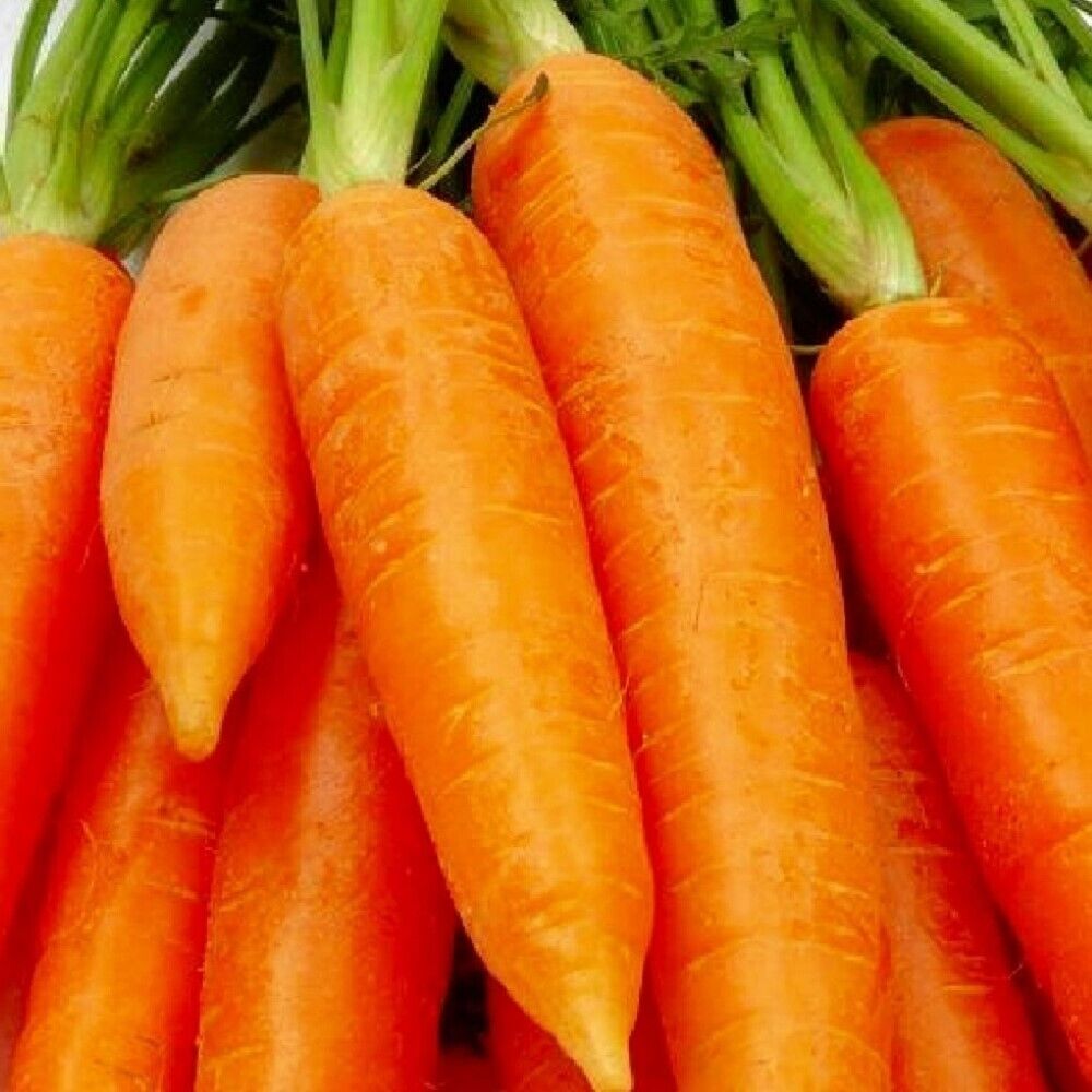 150 Chantenay Red Core Carrot NON-GMO Heirloom Vegetable Seeds | www.seedsplantworld.com