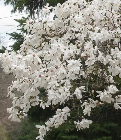 Star Magnolia Shrub Potmagnolia Stellata Live Plant 4" | www.seedsplantworld.com