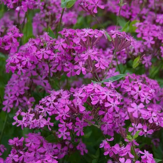 2000 Catchfly None-So-Pretty Purple Flower Rock Gardens Butterflies Nongmo Seeds For Planting | www.seedsplantworld.com
