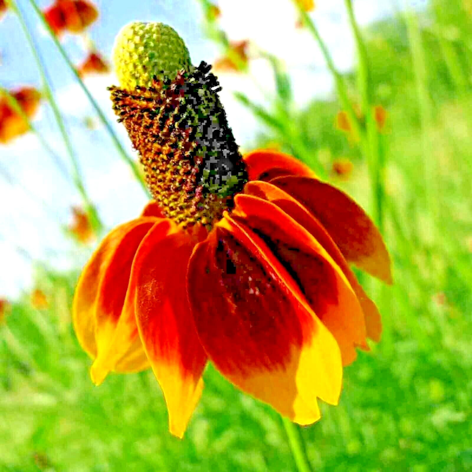 200 Mexican Hat Flower Seeds | www.seedsplantworld.com