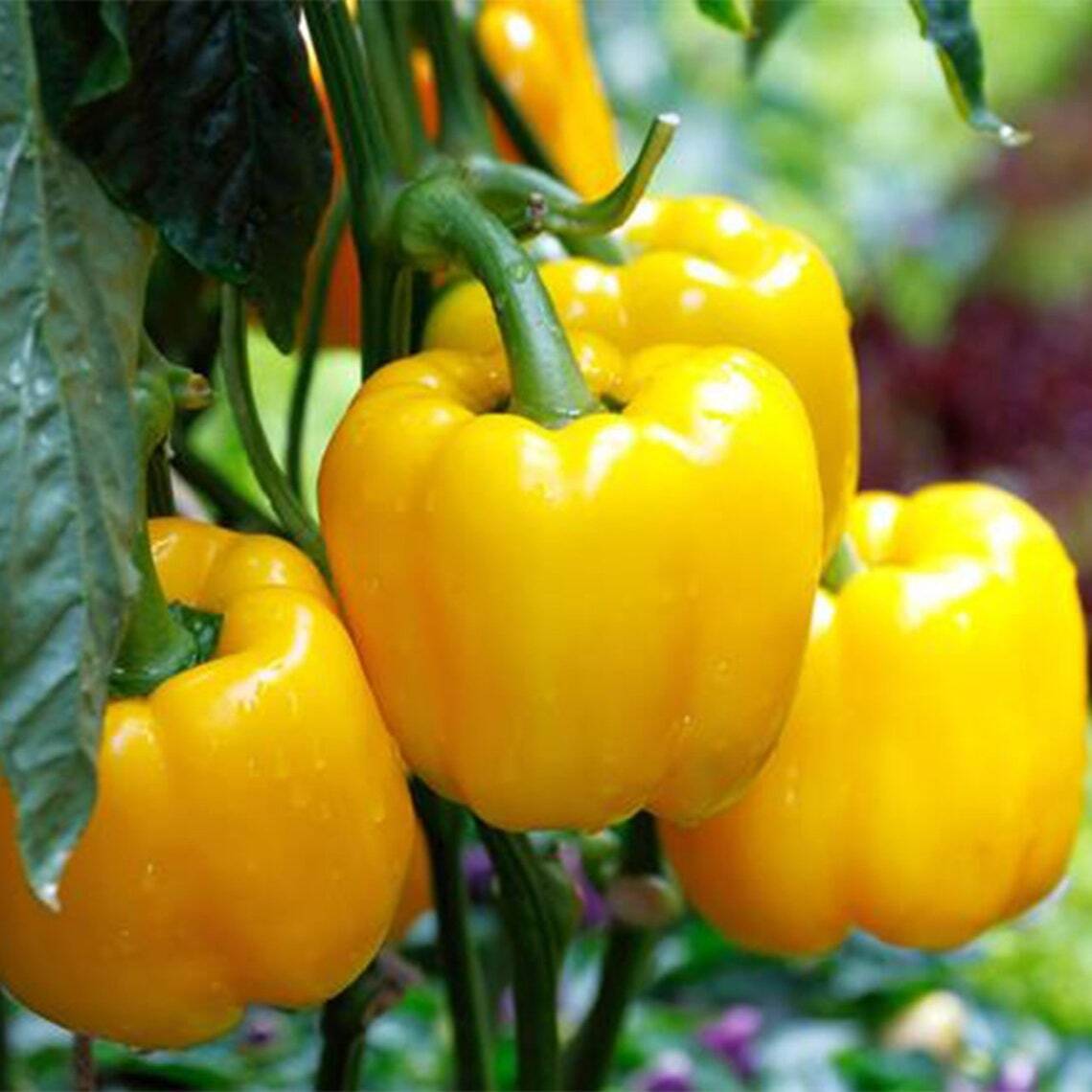 50+ Golden Cal Wonder Bell Pepper Yellow Sweet Vegetable Seeds | www.seedsplantworld.com