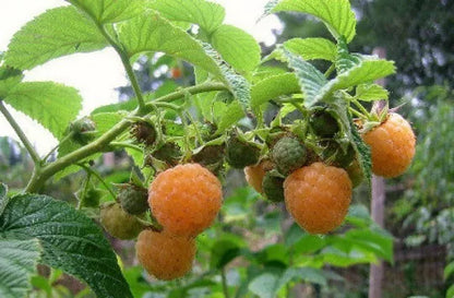 2 Raspberry Live Plants (1 Anne Yellow & 1 Joan J Red) 1-2 Year Old Fruit Plant