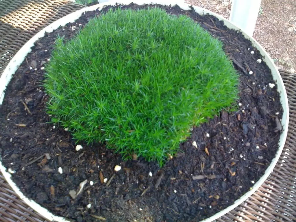 50 Irish Moss Groundcover Heath Pearlwort Sagina Subulata White Flower Seeds | www.seedsplantworld.com