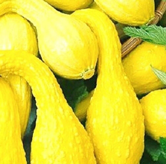 80 Crookneck Golden Summer Squash NON-GMO Heirloom Fruit Seeds | www.seedsplantworld.com