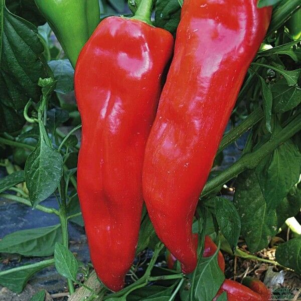 30+ Pepper Corno DI Toro Rosso "Bulls Horn" Italian Sweet Red Vegetable Seeds | www.seedsplantworld.com