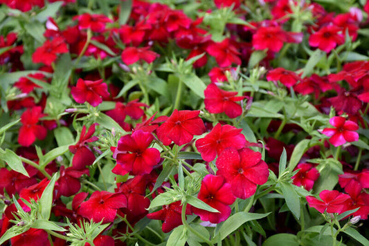 100+ Phlox Red Annual Fragrant Heirloom Flower Seeds | www.seedsplantworld.com