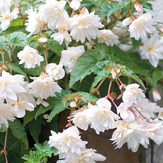 2 White Double Hanging Basket Begonia Live Flower Plant Bulbs Spring Shipping Bulbs Plant