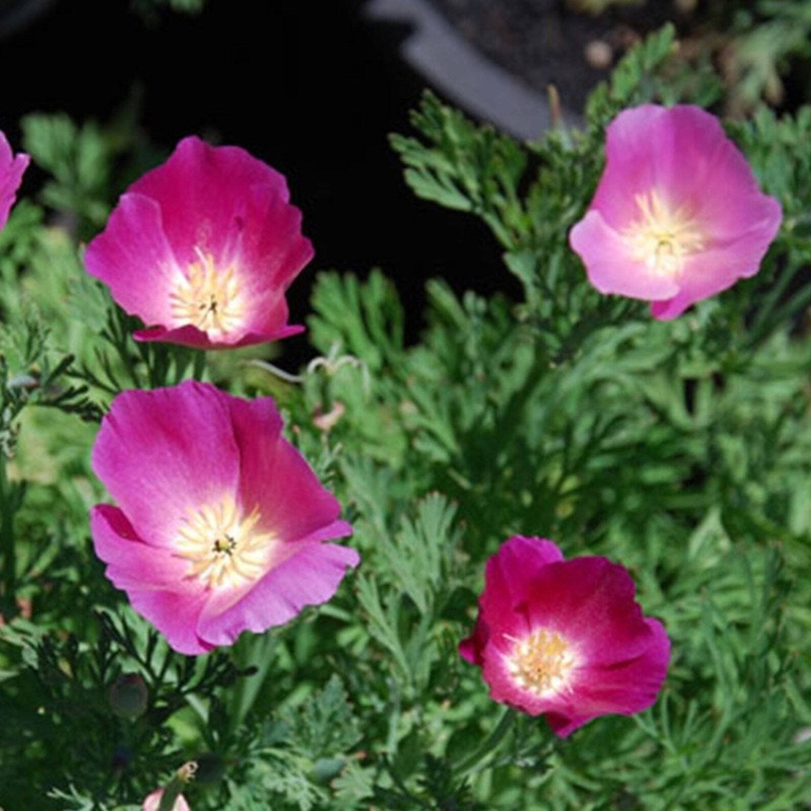 250+ Purple Gleam California Poppy Eschscholzia Perennial Flower Seeds | www.seedsplantworld.com