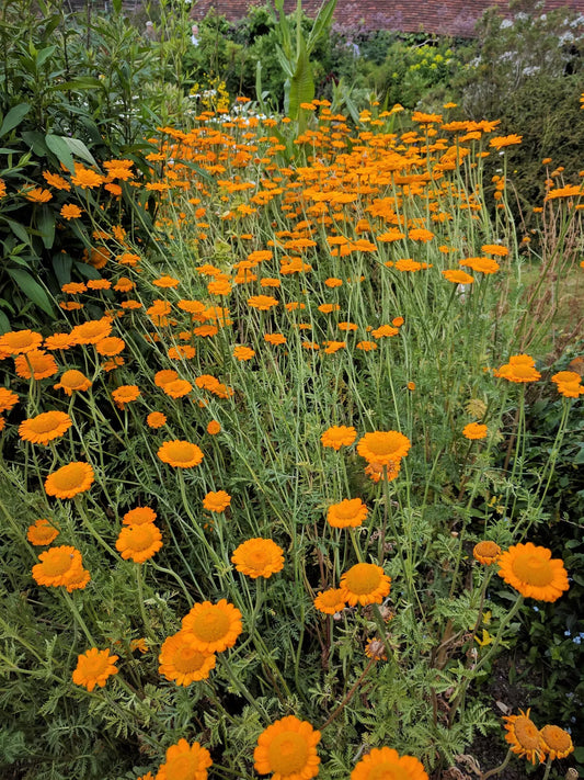 250 Orange Marguerite Daisy Anthemis Sancti-Johannis Chamomile Flower Herb Seeds | www.seedsplantworld.com