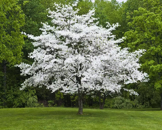 White Dogwood (Cornus-Florida) Live Plant 4" Pot