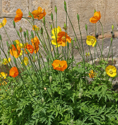 Welsh Poppy, Orange And Yellow Mixed 150+ Seeds