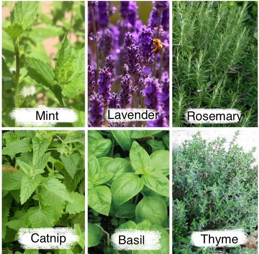 2525 Herb Seeds, 6 Essential Culinary Pack (Mint, Lavender, Thyme, Rosemary, Catnip, Basil) Herb Seeds