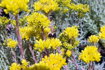 Sedum Rupestre Silver Spruce 200 Seeds | www.seedsplantworld.com