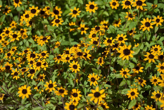 150 Creeping Zinnia Low Groundcover Flower Seeds | www.seedsplantworld.com