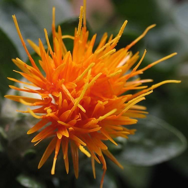 300 Safflower Saffron Carthamus Tinctorius Yellow Orange Flower Seeds | www.seedsplantworld.com