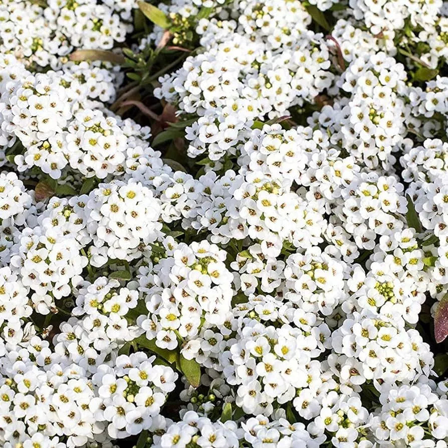 50 Tiny Tim Alyssum Seeds Non-GMO Flower Seeds | www.seedsplantworld.com