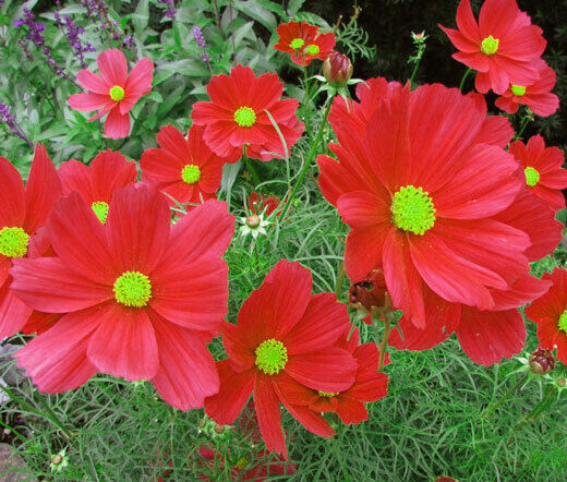 100 Ct Cosmos Dazzler Red Flower Seeds | www.seedsplantworld.com