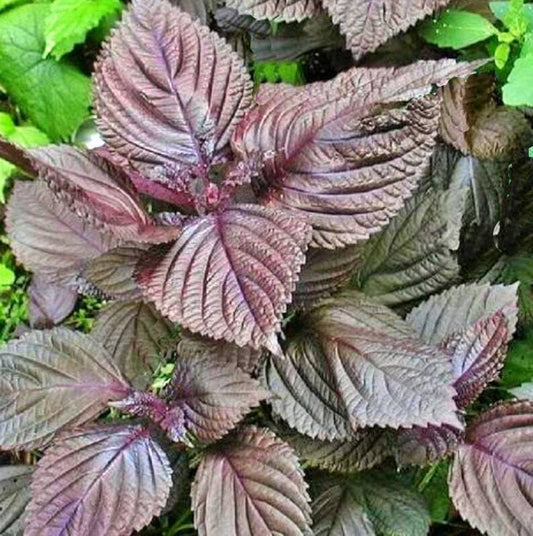 100+ Purple Shiso Perilla Asian Mint Cuisine Annual Herb Seeds | www.seedsplantworld.com