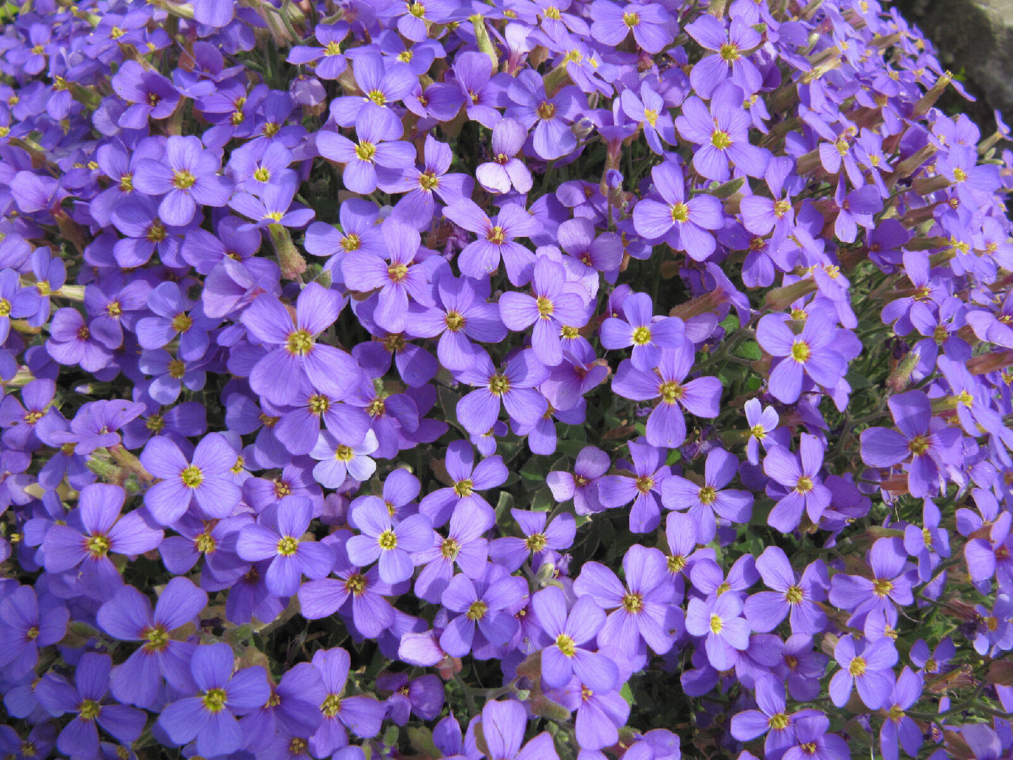 385 Rockcress Purple Flower Perennial Flower Seeds | www.seedsplantworld.com