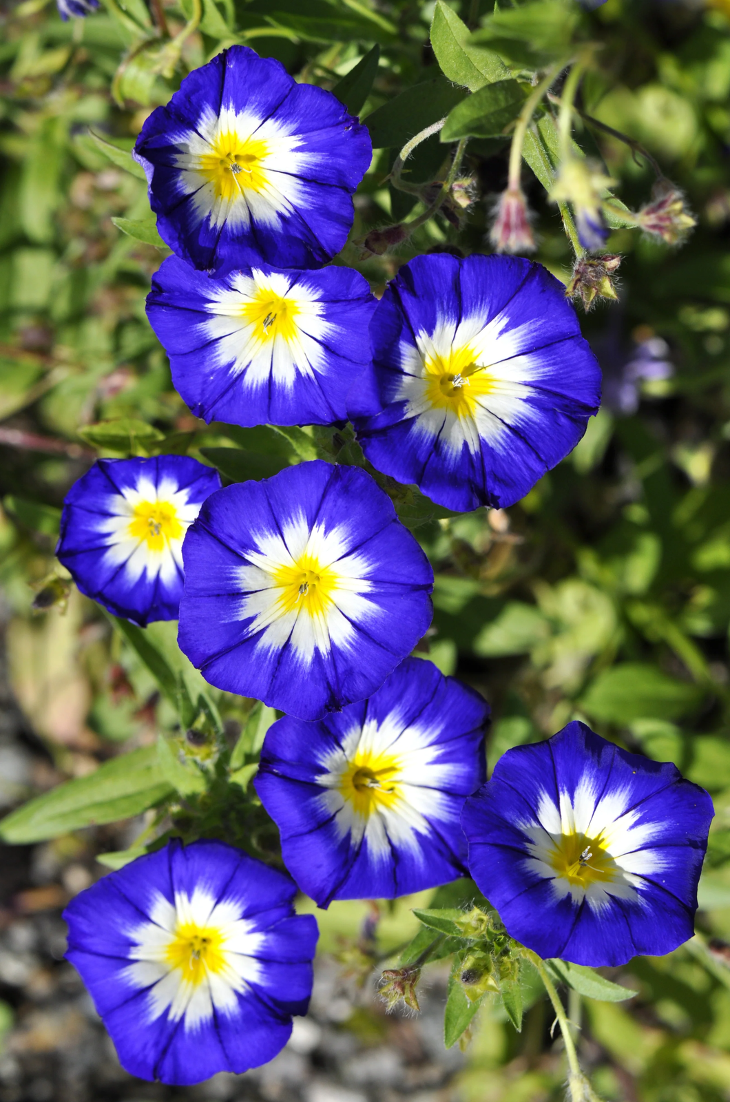 35 Blue Dwarf Royal Ensign Morning Glory Convolvulus Tricolor Flower Vine Seeds | www.seedsplantworld.com