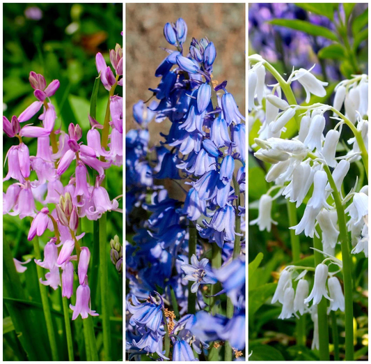 10 Mixed Wood Hyacinth English Woodland Spanish Bluebell Scilla Flower Seeds | www.seedsplantworld.com