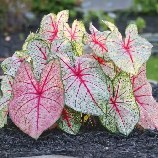 5 Caladium Fancy Leaf White Queen Bulbs Spring Shipping Majestic Flair Bulbs Plant