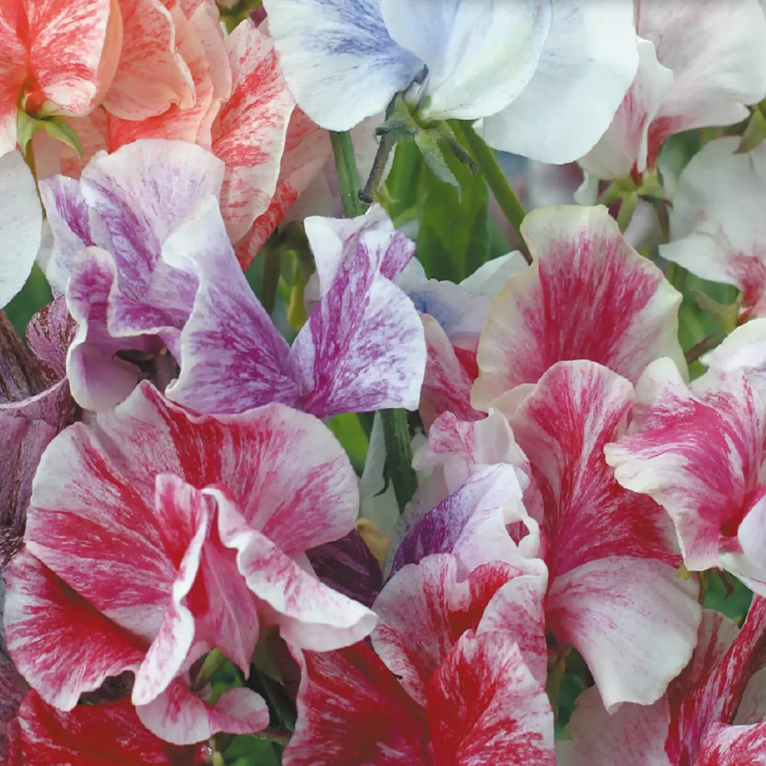 10 Streamer Mix Sweet Pea Seeds Non-GMO Flower Seeds | www.seedsplantworld.com