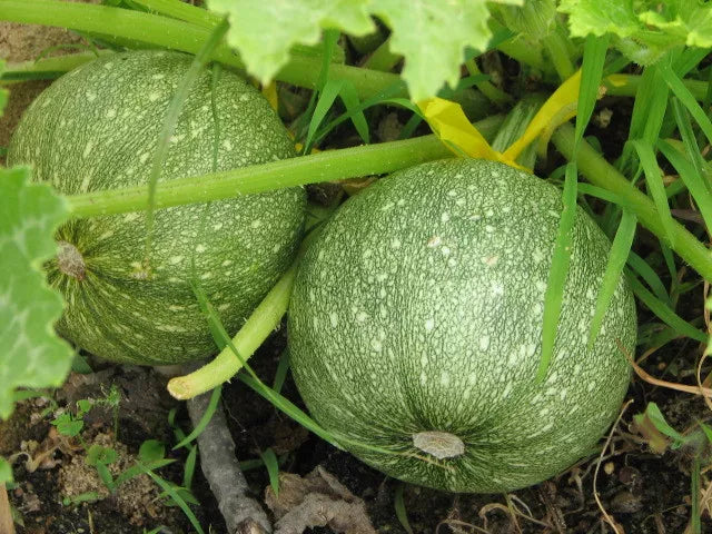 16 Squash Zucchini Round Summer Squash Vegetable Seeds | www.seedsplantworld.com