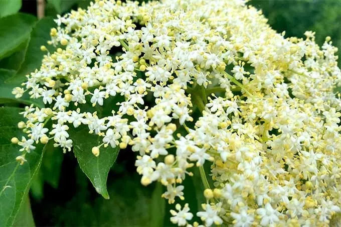 1 Adams Live Elderberry Rooted Plant Healthy Edible Shrub Zones 3-9 Rooted Plant