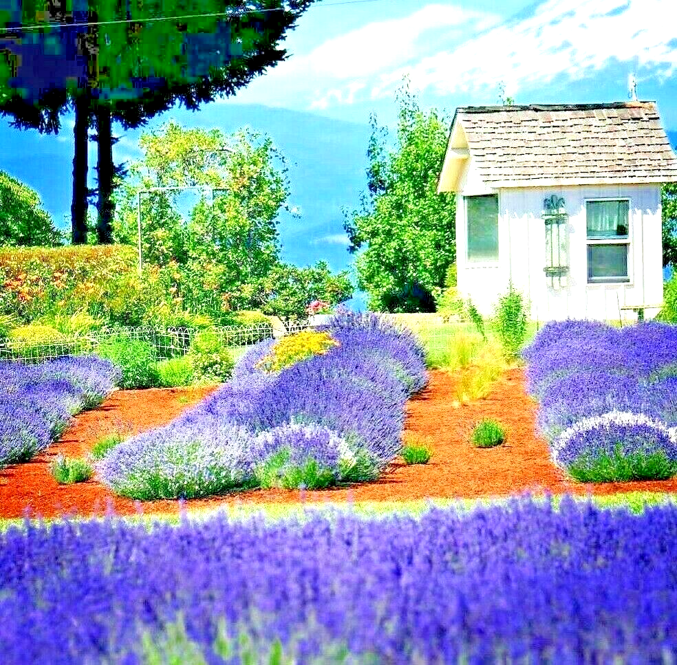 1200 English Lavender Spring Perennial Herb Mosquito Insect Repellent Flower Seeds | www.seedsplantworld.com