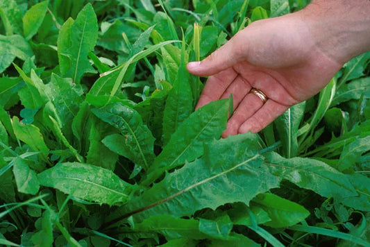 800 Emerald Catalogna Endive Italian Chicory Cichorium Endivia Seeds | www.seedsplantworld.com