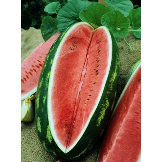 30 Watermelon Allsweet Fruit Seeds | www.seedsplantworld.com