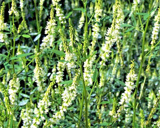 1500 White Blossom Sweet Clover Melilotus Alba Albus Honey Clover Flower Seeds | www.seedsplantworld.com