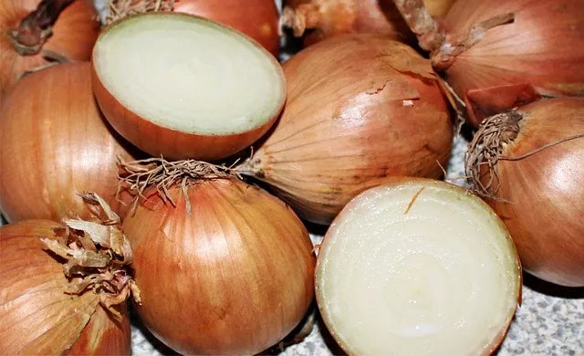 400 Texas Early Grano Onion Large Sweet Yellow Allium Cepa Vegetable Seeds | www.seedsplantworld.com