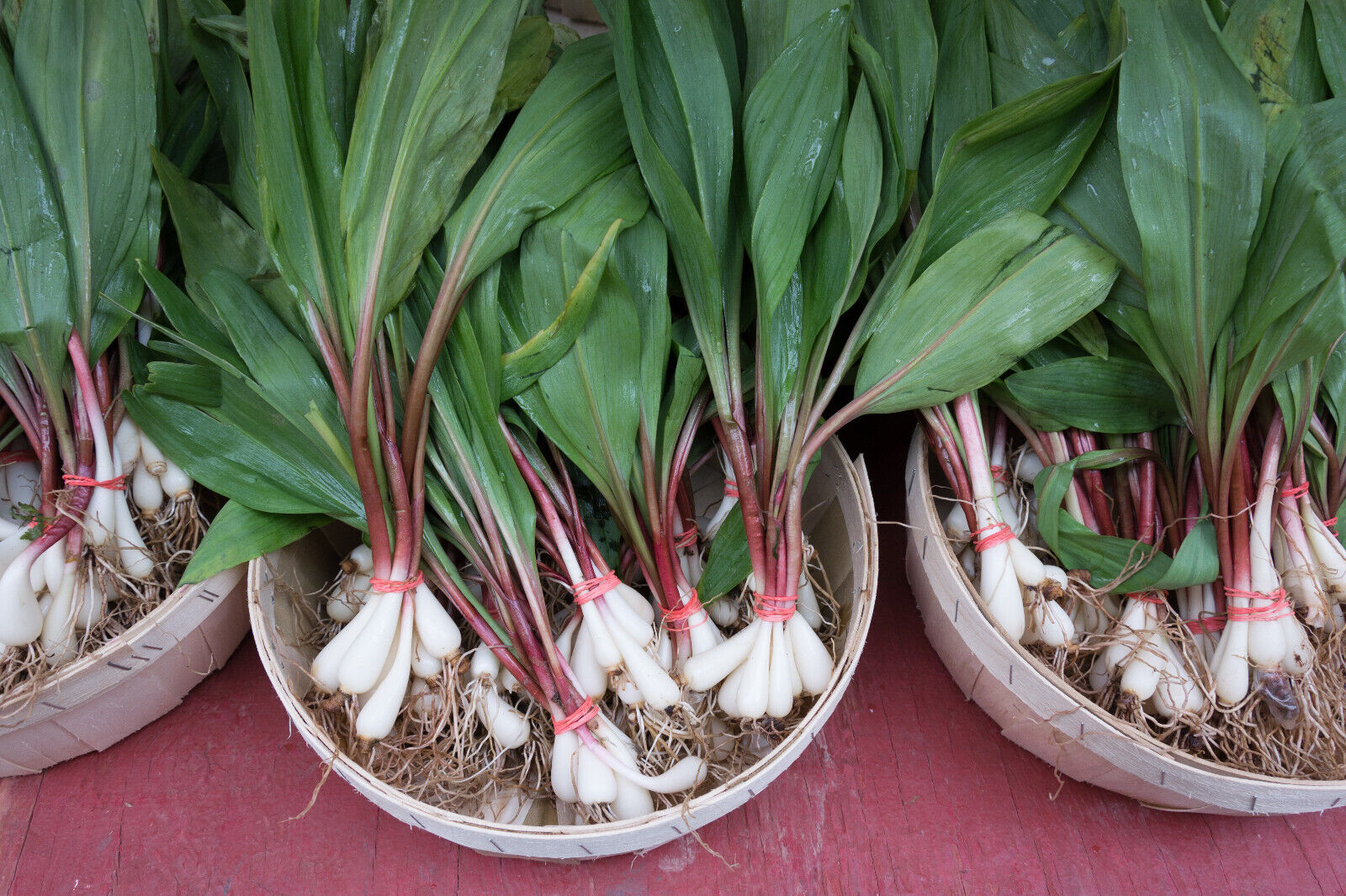 20 Ramp / Wild Leek Allium Tricoccum Ramps Vegetable Herb Shade Flower Seeds | www.seedsplantworld.com