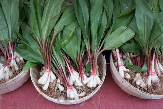 20 Ramp / Wild Leek Allium Tricoccum Ramps Vegetable Herb Shade Flower Seeds | www.seedsplantworld.com