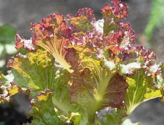 210 Lettuce Red Sails Leaf Type Non-Gmo Vegetable Seeds | www.seedsplantworld.com