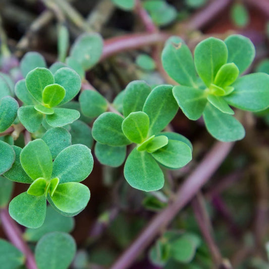 2000 Green Purslane Seeds Heirloom Non-Gmo Vegetable Seeds | www.seedsplantworld.com