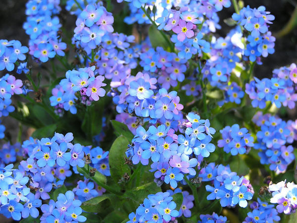 305 Forget-Me-Not Chinese Blue Flower Seeds | www.seedsplantworld.com