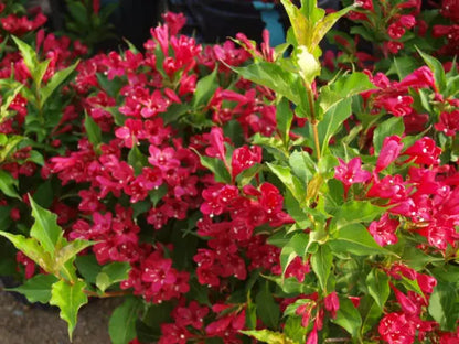 Ruby Red Weigela (Weigela Rubrun) Live Plant 4" Pot