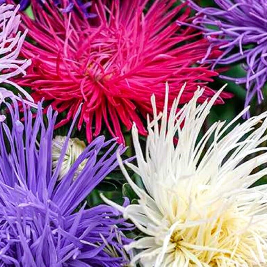 100 Crego Giant Mixture Aster NON-GMO Heirloom Flower Seeds | www.seedsplantworld.com