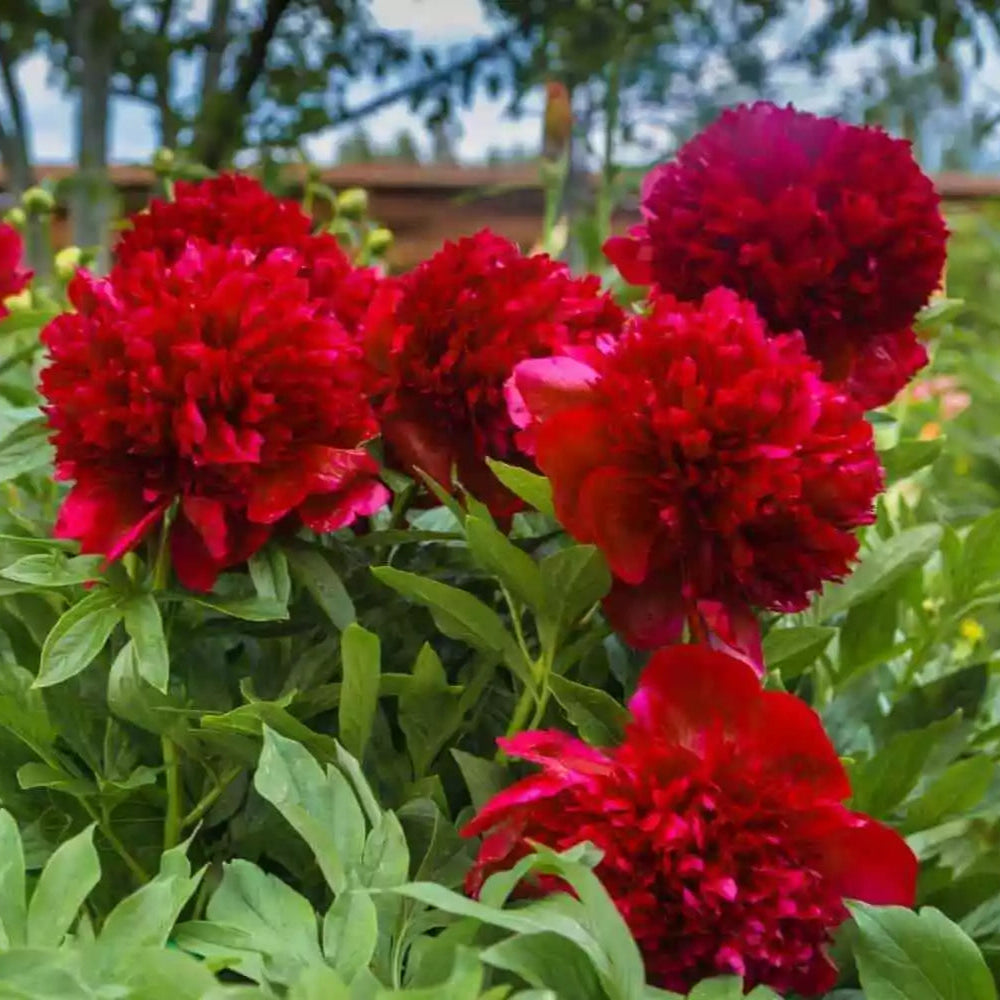 4 Double Peony Special Perennial Flower Bulb Root Plants (4 Vibrant Colors) Bulbs Plant