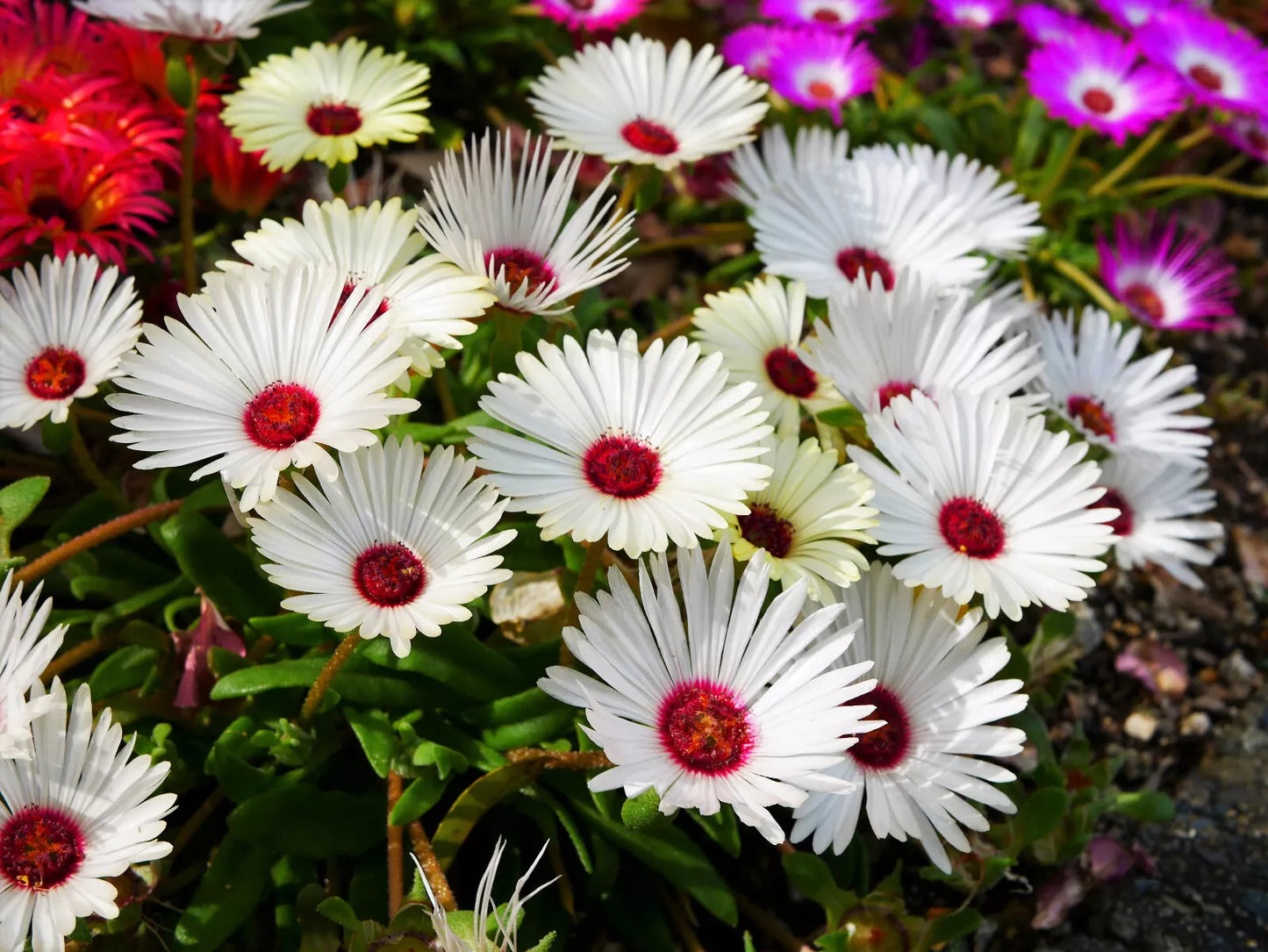 100 Gelato White Ice Plant Mesembryanthemum Daisy Livingstone Flower Seeds | www.seedsplantworld.com