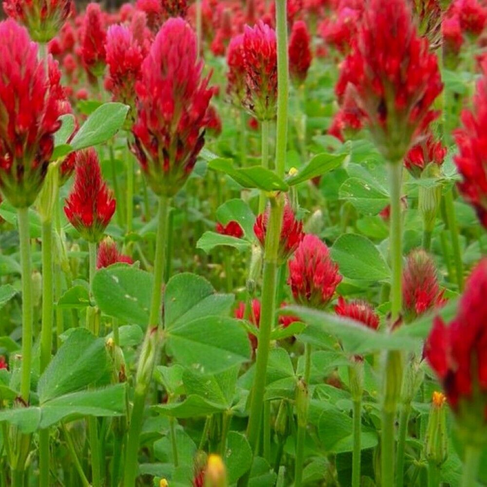 100 Crimson Clover Cover Crop NON-GMO Heirloom Flower Seeds | www.seedsplantworld.com