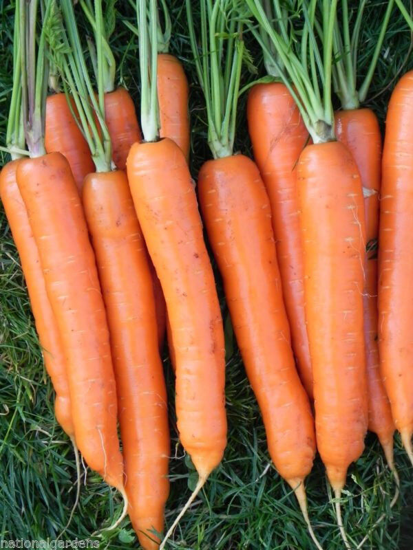 775 Carrot Imperator 7 To 9" Long Vegetable Seeds | www.seedsplantworld.com