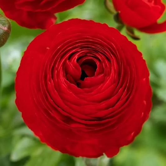 25 Ranunculus Red Shades Bulbs Plants