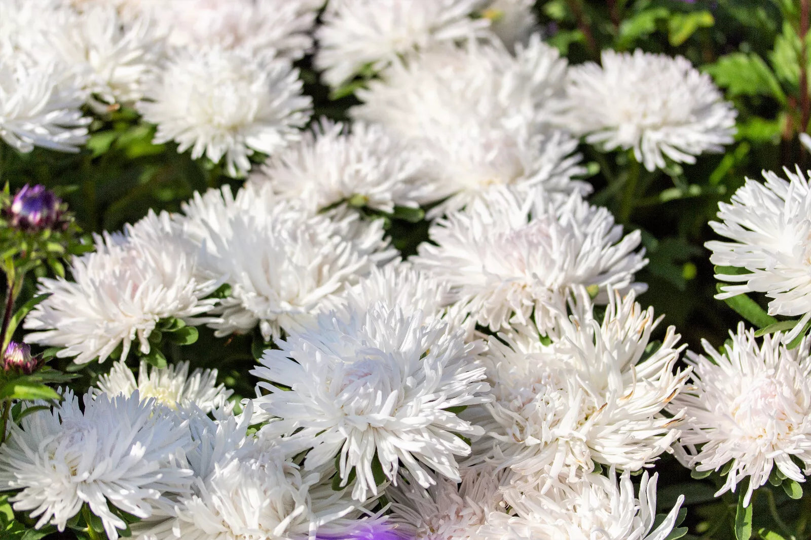 30 White Needle Aster Callistephus Chinensis Unicom Flower Seeds | www.seedsplantworld.com